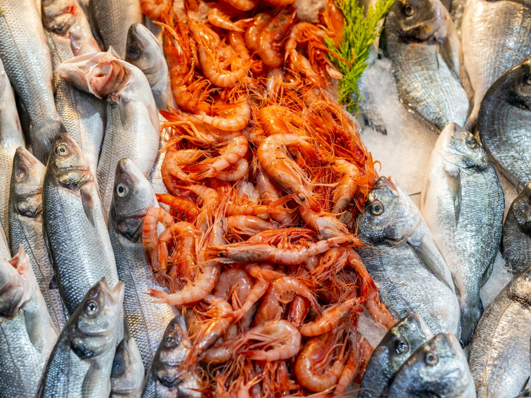 Fresh catch on ice